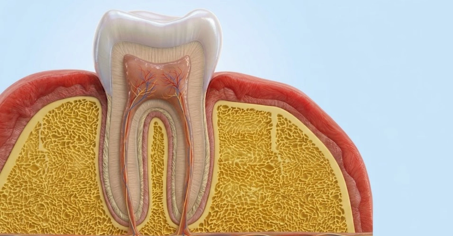 What Should You Know About Tooth Canal Anatomy Before a Root Canal ...